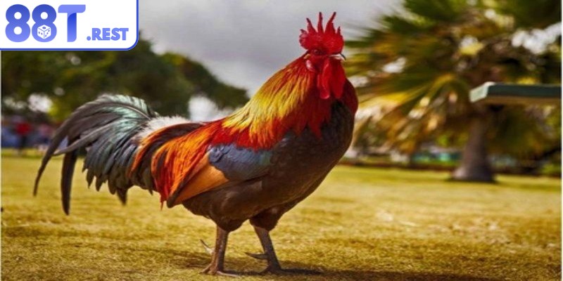Cách chăm sóc gà đá cho tắm nắng vào sáng sớm
