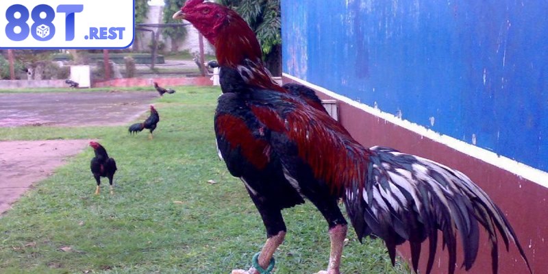 Chăm sóc sức khỏe theo nguyên tắc cụ thể