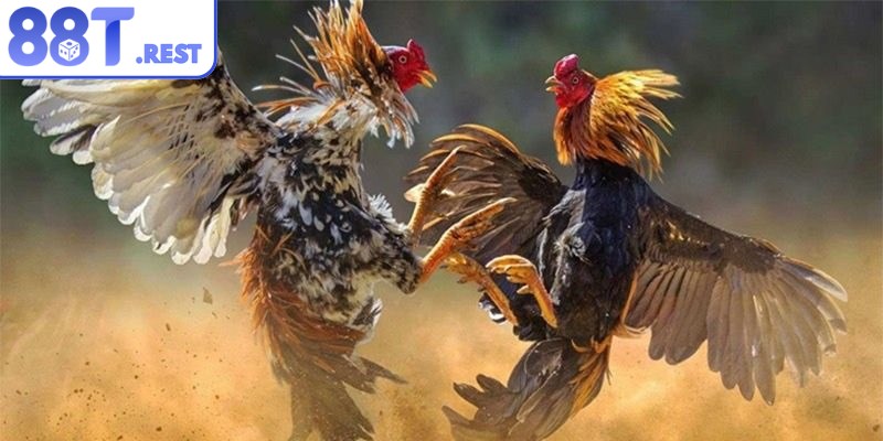 Đá gà 88T nơi đam mê của bet thủ được nâng tầm