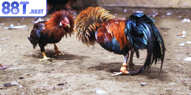 Chiến kê được kiểm tra trước khi bước vào trận đấu