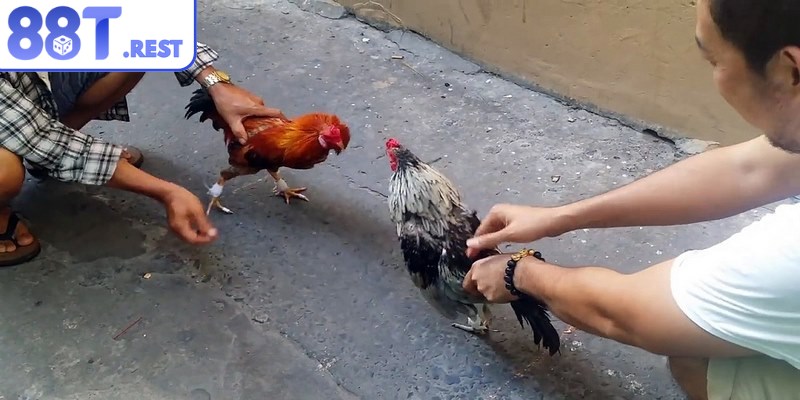 Trọng tài đảm bảo không có sai lệch hoặc gian lận xảy ra