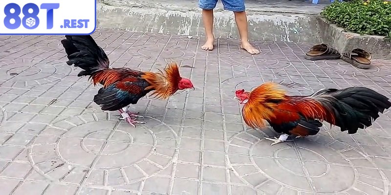Một hiệp đấu sẽ diễn ra trong vòng 15 phút