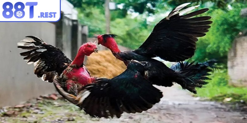 Quy định phân thắng thua rõ ràng dựa trên tình huống cụ thể