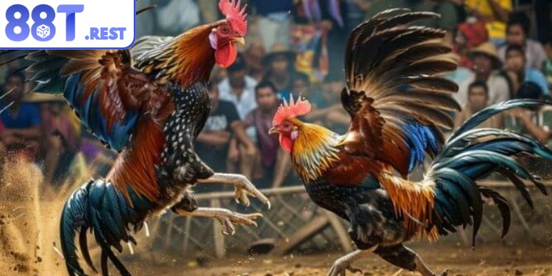 C1 là hạng đấu danh giá nhất trong hệ thống đá gà Thomo