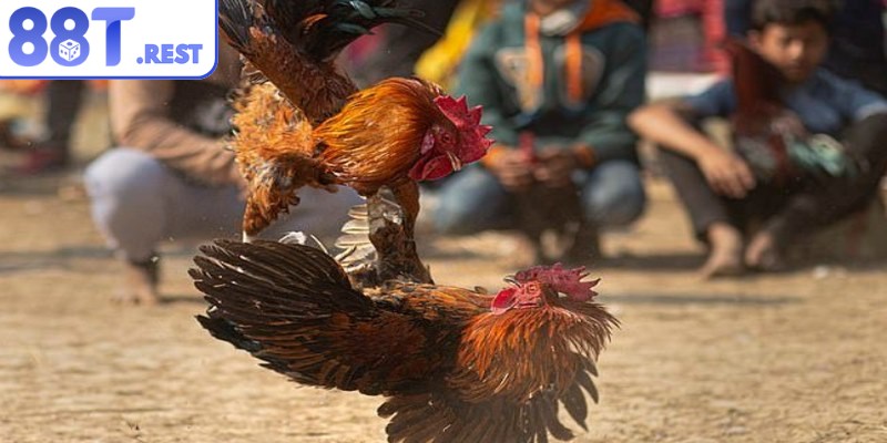 Hình thức đá Thomo gây chú ý nhờ các cửa cược đa dạng