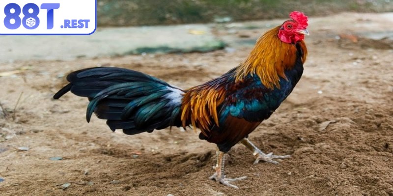 Gà tre là một giống có ngoại hình nhỏ nhắn